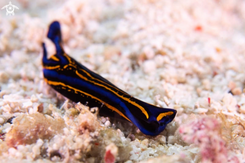 A Nudibranch 