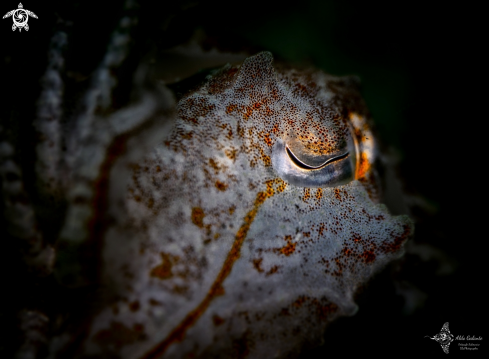 A Cuttlefish