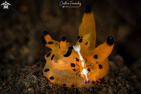 A Thecacera sp - Zenopontonia rex | Nudibranch