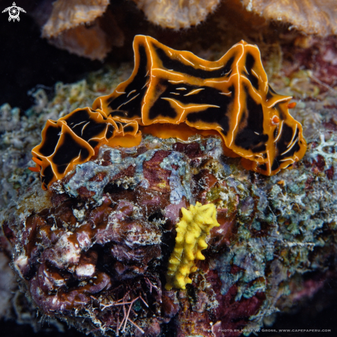 A Reticulidia halgerda | Nudibranche