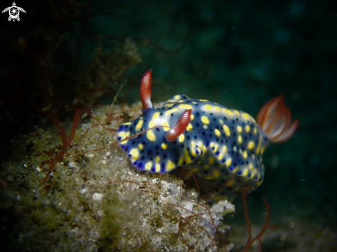 A Nudibranch