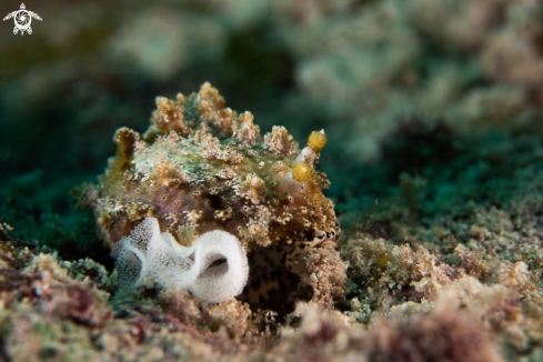 A Nudibranch 