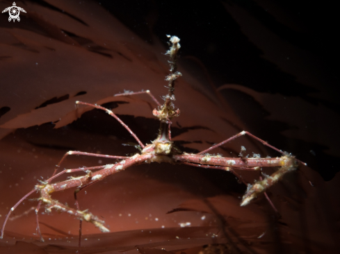 A Long Snout Elbow Crab