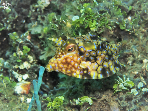 A Cowfish