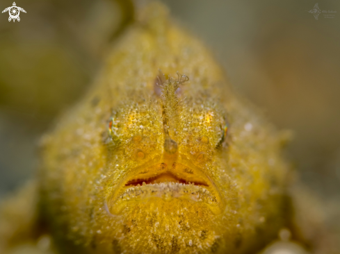 A Antennarius pictus (Shaw, 1794) | Frogfish