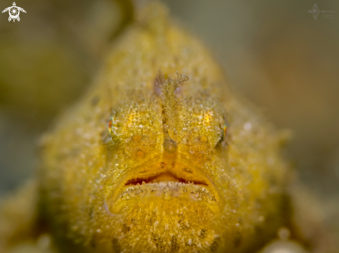 A Frogfish