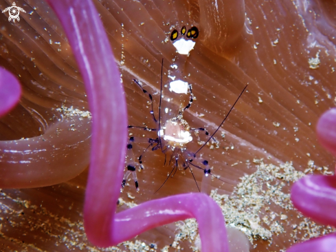 A Ancylocaris brevicarpalis | Peacock-tail Anemone Shrimp