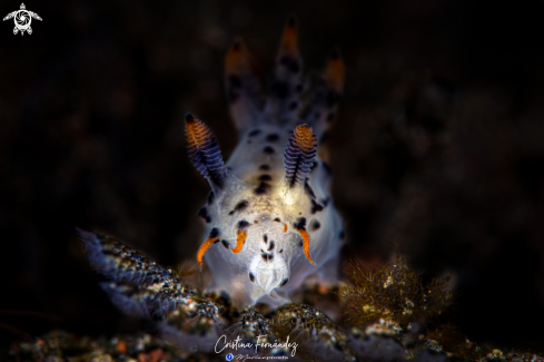 A Polycera sp. - Black Dash Polycera | Nudibranch