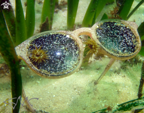 A Aulactinia veratra | Green snakelock anemone