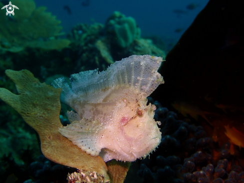 A Leaf Scorpionfish