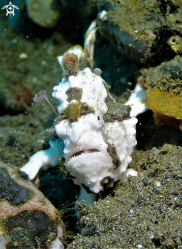 A Antennarius maculatus | Warty Frogfish