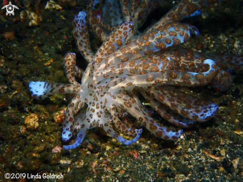 A Solar powered nudi