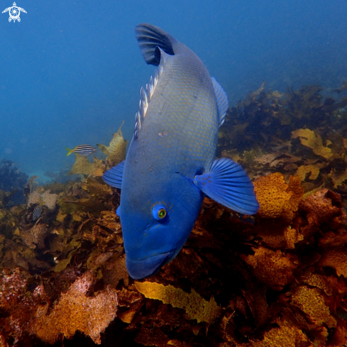 A Achoerodus viridis | Eastern blue groper