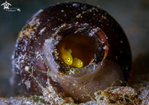 A Goby Couple in a bottle