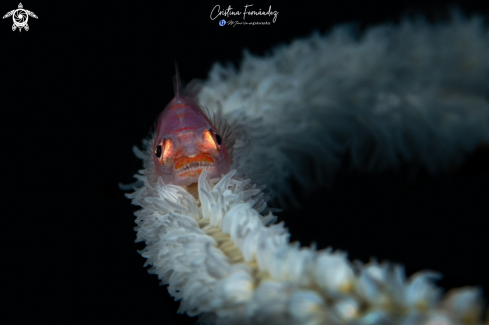 A Bryaninops yongei | Goby