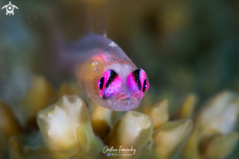A Bryaninops natans | Goby