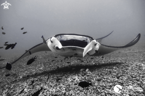 A Mobula alfredi | Reef Manta