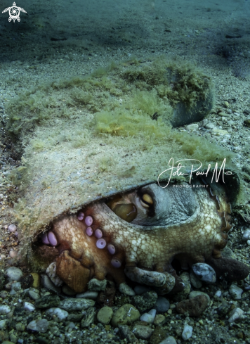 A Octopus vulgaris | Poulpe