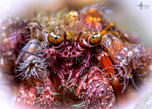 A Dardanus pedunculatus (Herbst, 1804)  | Hermit Crab