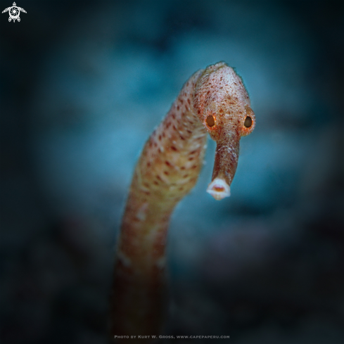 A Trachyrhamphus bicoarctatus | Pipefish