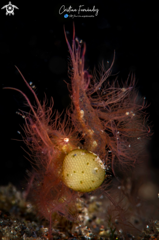 A Phycocaris simulans - Hairy Shrimp With Parasites | Shrimp