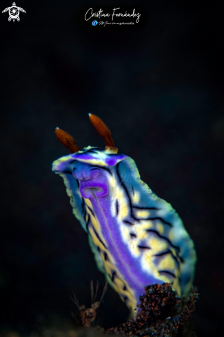 A Nudibrach