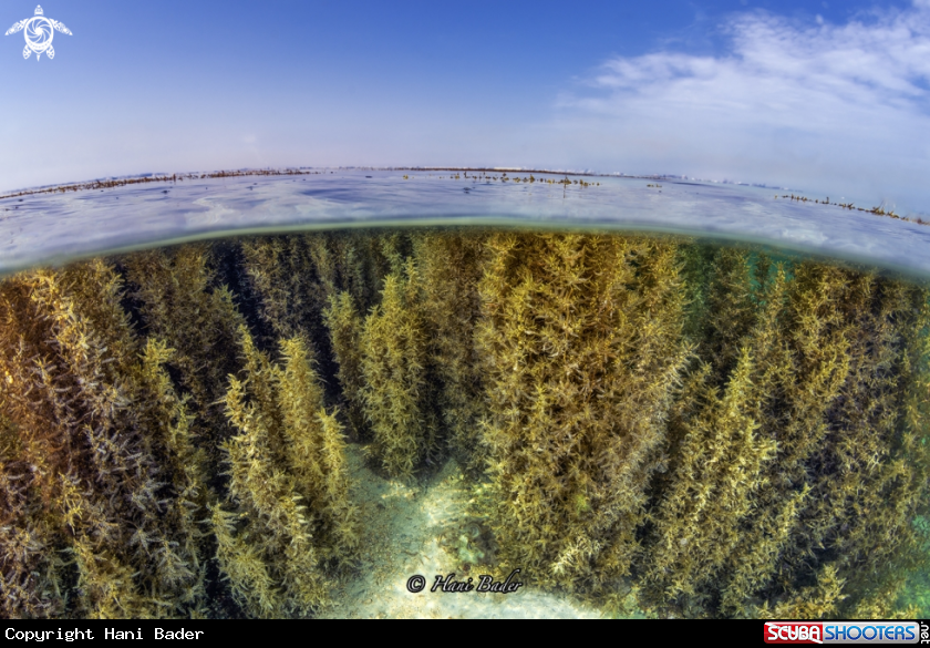 A sargassum
