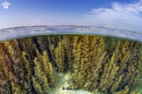 A sargassum