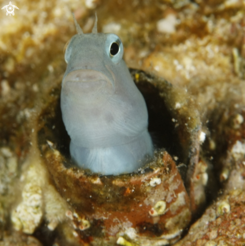 A Blenny