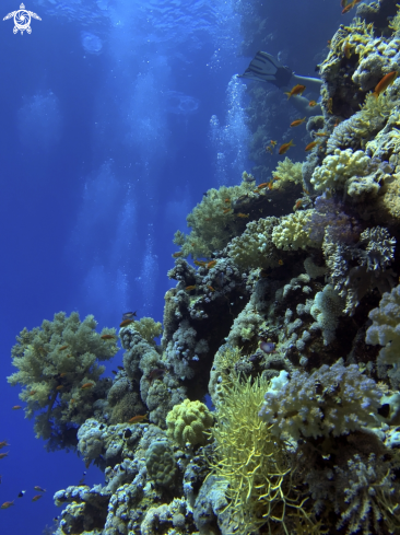 A Coral Reefs