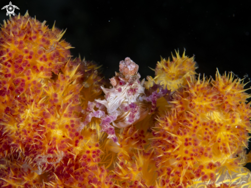 A Hoplophrys Oatesi | Soft coral Crab 