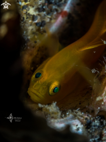 A Lubricogobius exiguus (Tanaka, 1915) | Yellow Goby