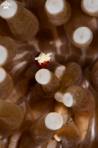 A Popcorn Shrimp 