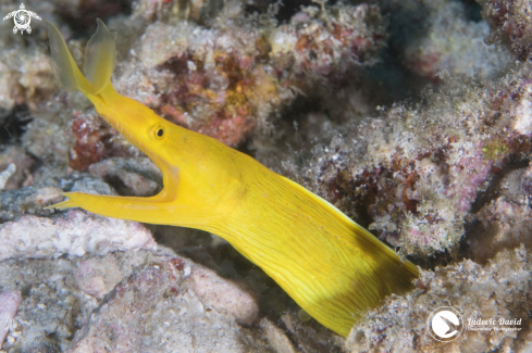 A Ribbon Eel (Female)