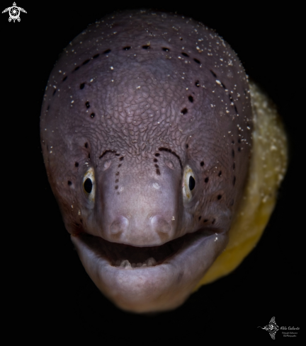 A Moray Eel