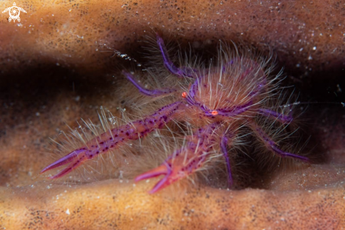 A Pink Squat Lobster