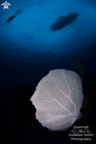 A Snooted Seafan