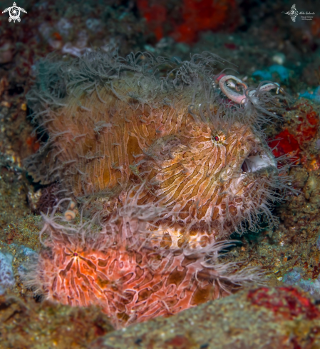 A Antennarius striatus (Shaw, 1794) | Hairy Frogfish