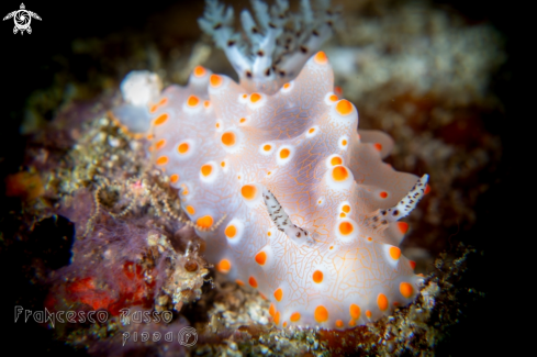 A Nudibranch