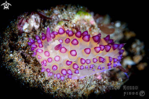 A Purple-tipped janolus | Nudibranch