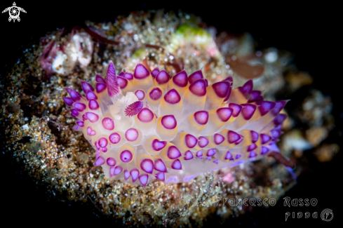 A Nudibranch