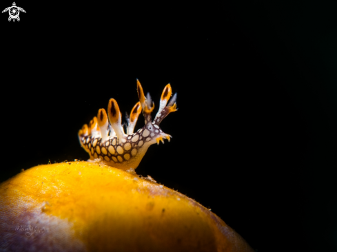 A bornella anguilla nudibranch