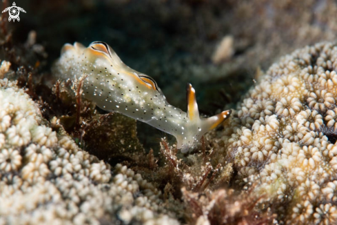 A Nudibranch 