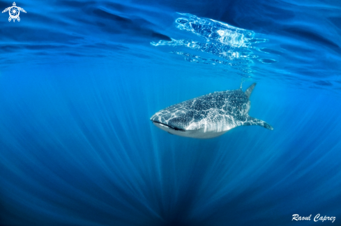 A Whaleshark