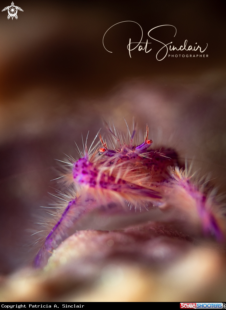 A hairy squat lobster