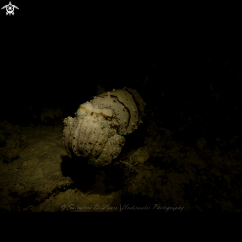 A Sepia sp | Cuttlefish