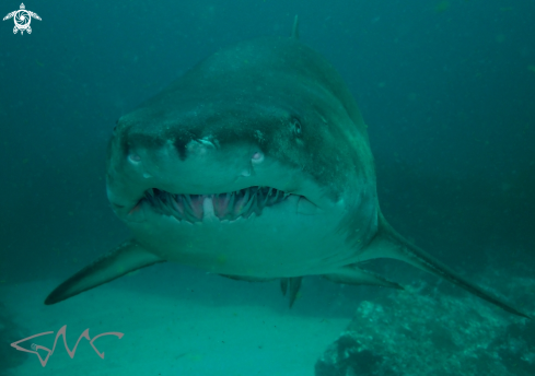 A Carcharias taurus | Grey Nurse Shark