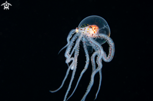 A Wonderpus Octopus