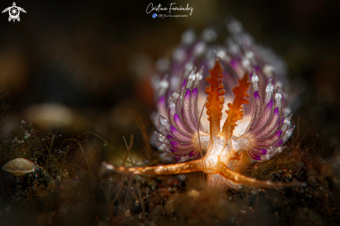 A Facelinid sp  | Nudibrach