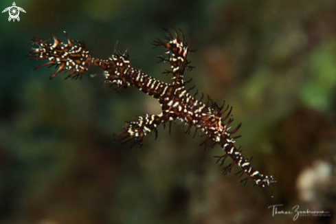 A Ghostpipefish 